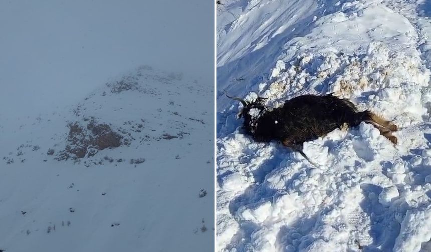 Ağıla çığ düştü: 45 hayvan telef oldu