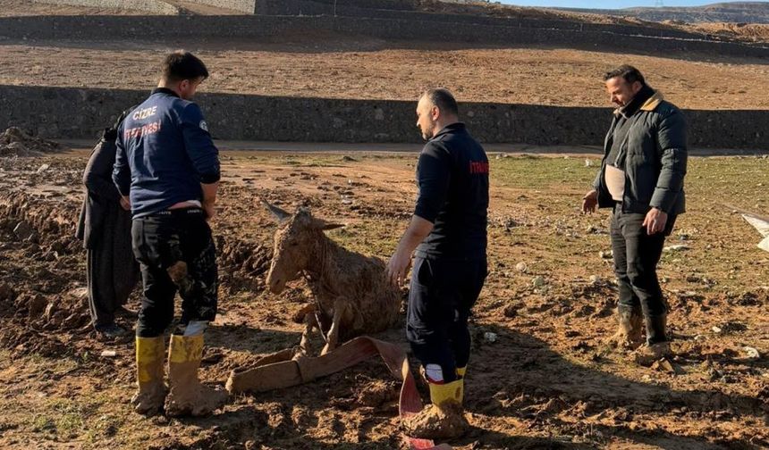 Cizre'de bataklığa saplanan eşekler kurtarıldı