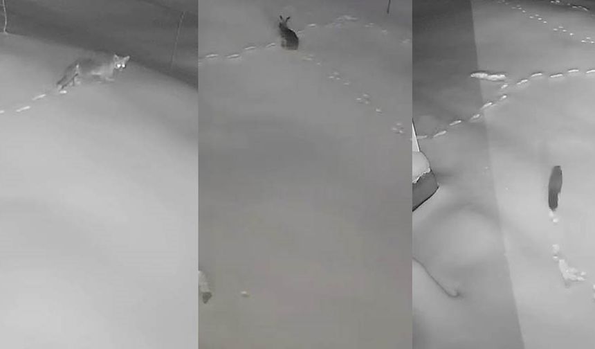 Elazığ’da aç kalan tilki, tavşan, sansar köye indi