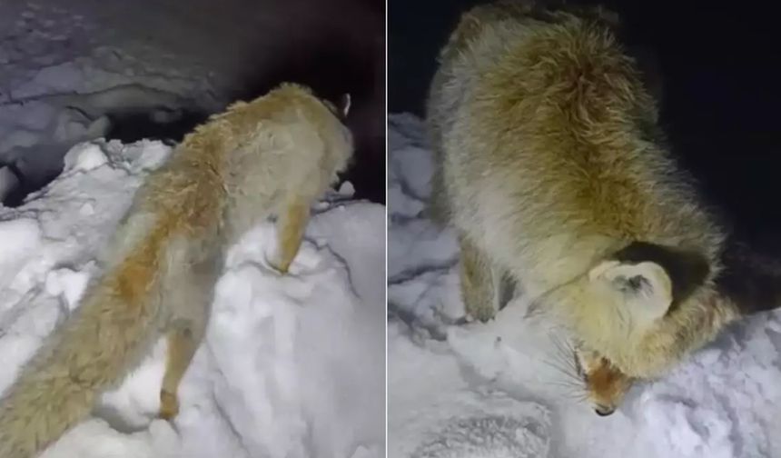 Hakkari’de Tilki ayakta dondu