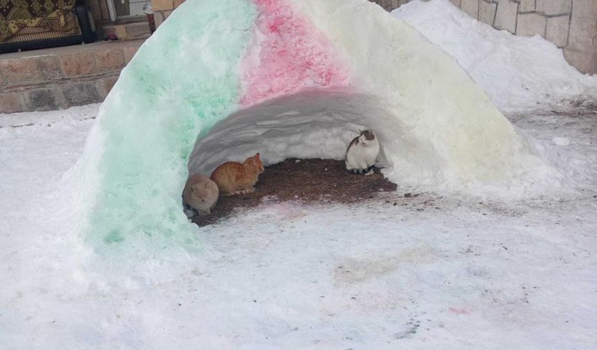 Hayvanlara kardan barınak yapıldı