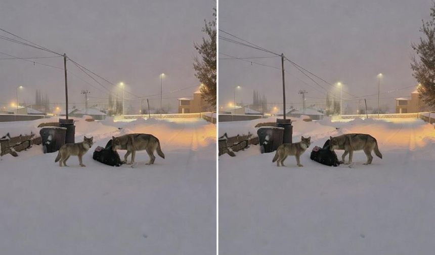 Kurtlar mahalle arasına indi!