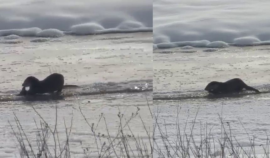 Murat Nehri'nde su samurları