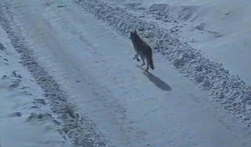 Tatvan’da gündüz vakti kurt merkeze indi