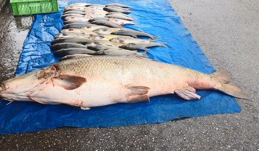 Murat nehrinde 52 kilo ağırlığında turna yakalandı