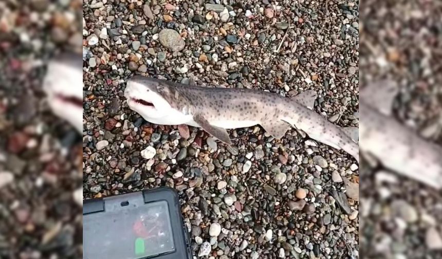 Amatör balıkçının oltasına yavru köpek balığı takıldı