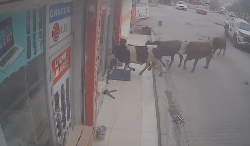 Batman'da inekler, işyerini bastı