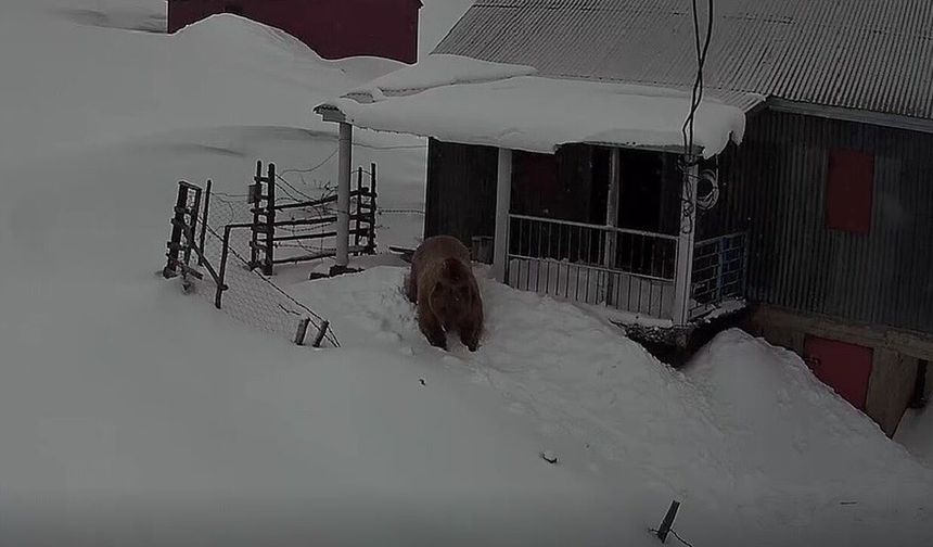 Davetsiz misafir ayı evleri mesken tuttu