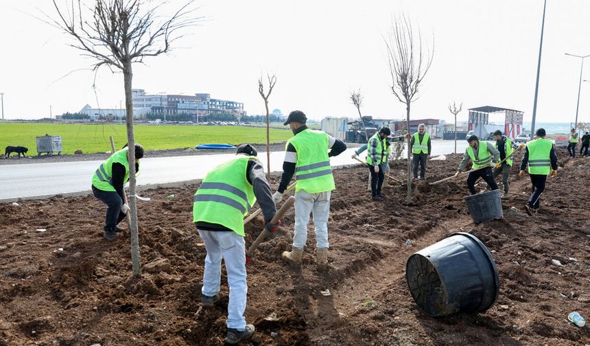 Diyarbakır-Mardin yolu yeşillendi