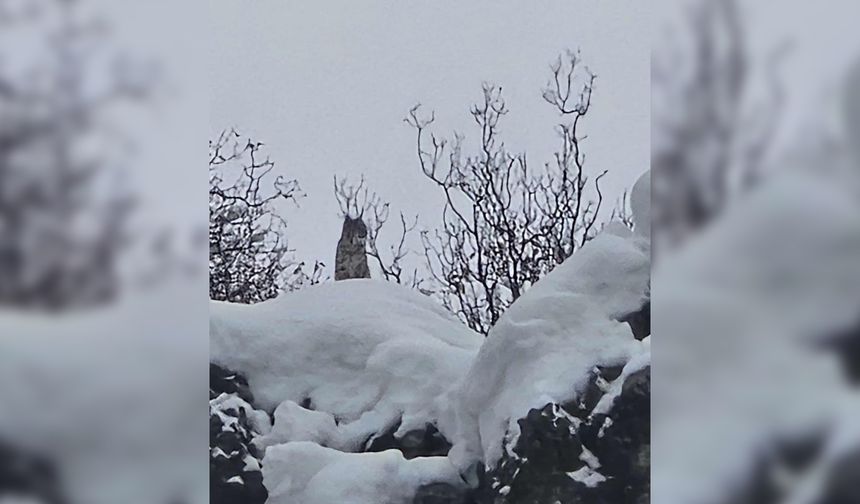 Elazığ'da koruma altındaki vaşak görüntülendi