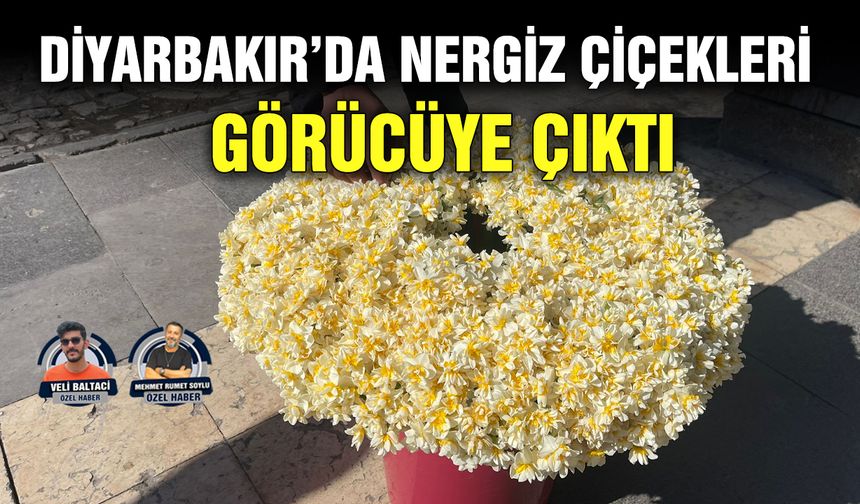 Diyarbakır’da nergiz çiçekleri görücüye çıktı