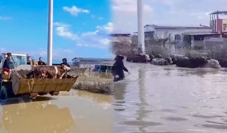 Selde mahsur kalan inekler kepçeyle kurtarıldı