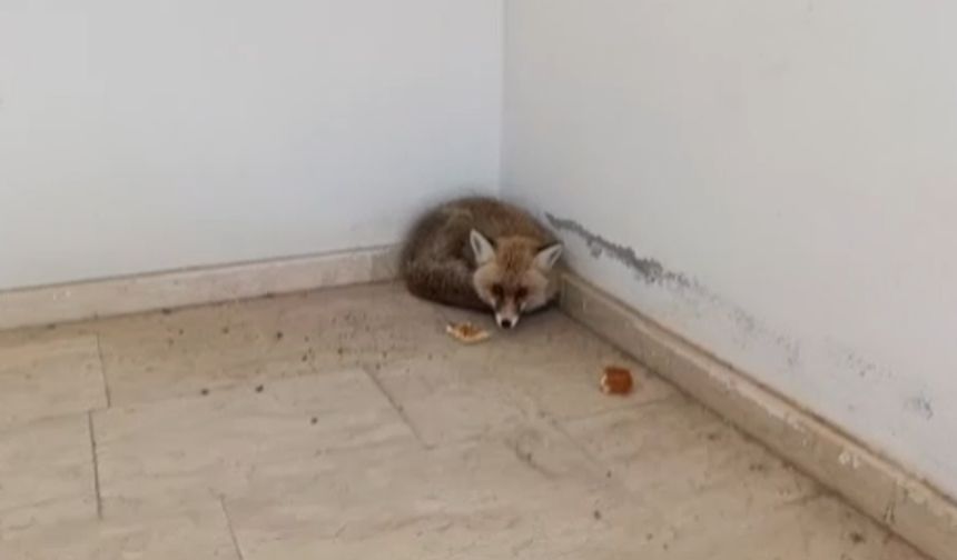 Tilki okulun içine girdi