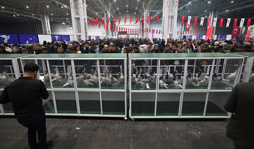 Türkiye güvercin güzellik yarışması