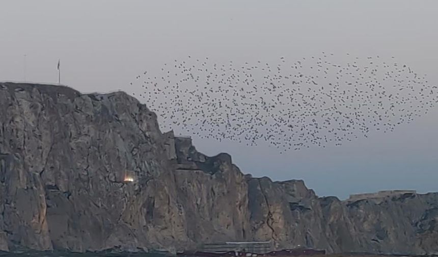 Van Kalesi'nde sığırcık şöleni