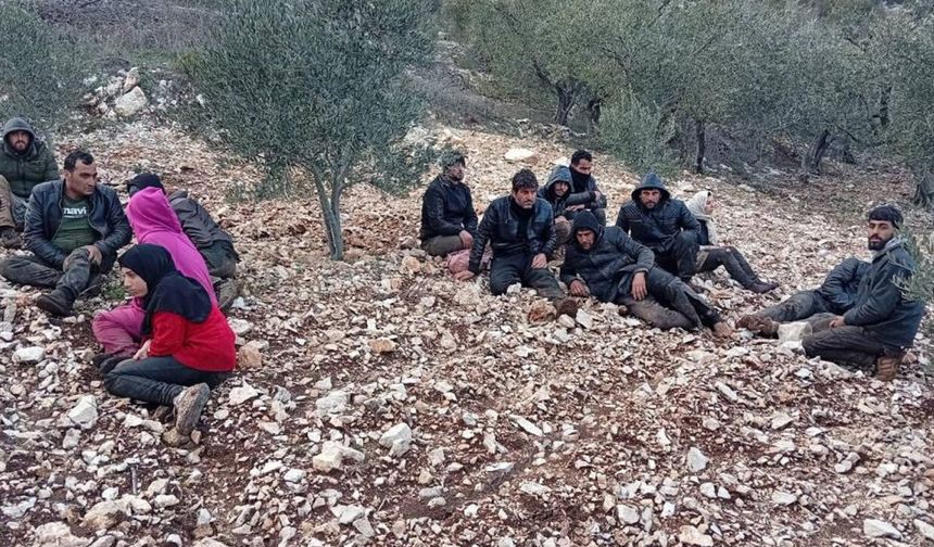 Zeytinlik alanda 30 göçmen yakalandı