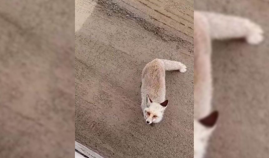 Aç kalan tilki işçi şantiyesine geldi