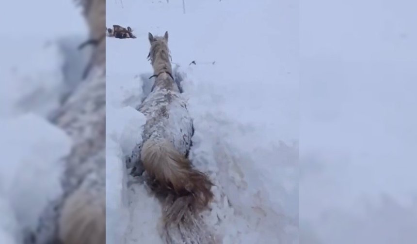 Kars'ta atın karla mücadelesi