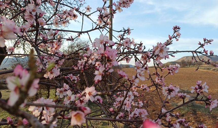 Badem ağaçları çiçek açtı