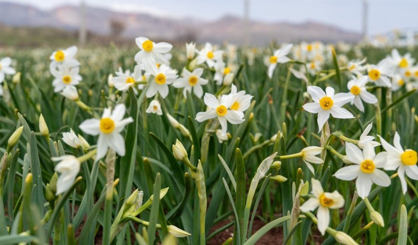 ‘Baharın habercisi’ nergis çiçekleri açtı