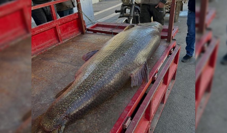 Diyarbakır’da 100 kiloluk turna balığı yakalandı