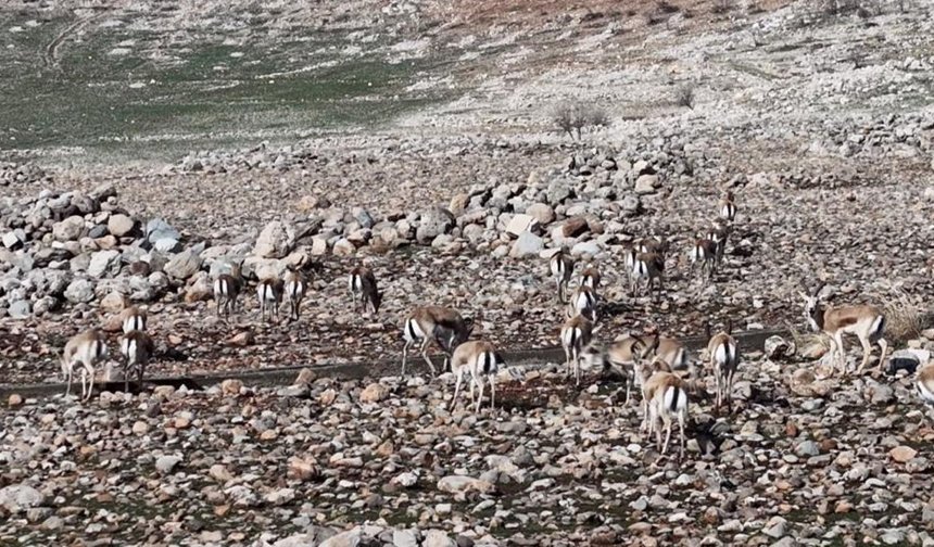 Cudi Dağı ceylanların yuvası oldu
