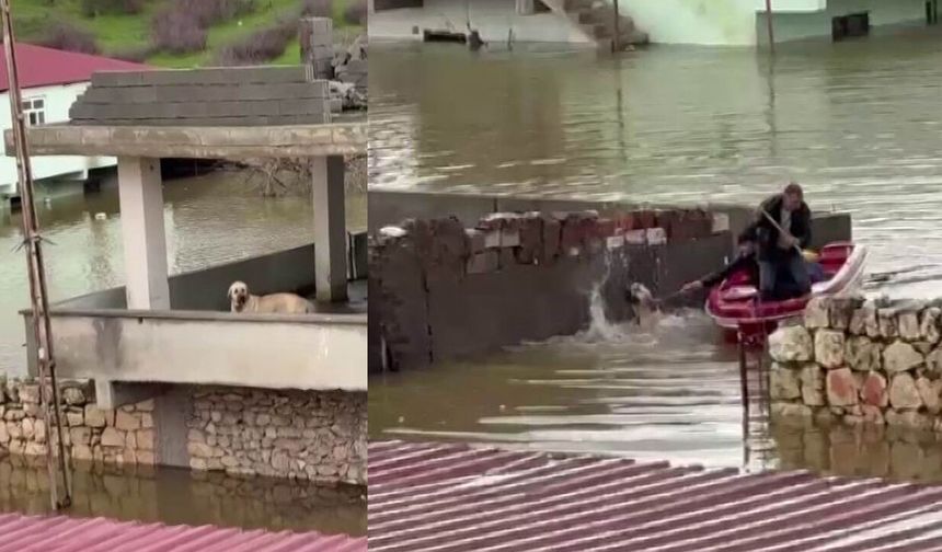 Diyarbakır’daki taşkında mahsur kalan köpek, botla kurtarıldı