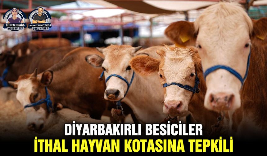 Diyarbakırlı besiciler, ithal hayvan kotasına tepkili
