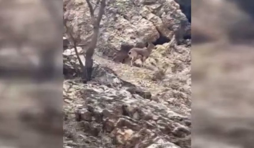 Elazığ'da 3 ayaklı yaban keçisi görüntüye takıldı