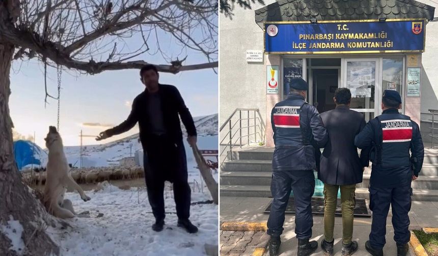 Köpeği asarak öldüren şahıs gözaltında
