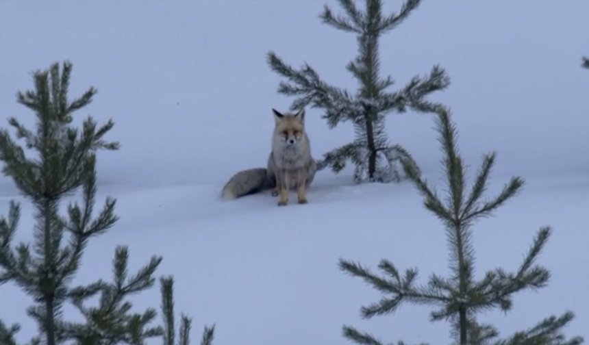Kızıl tilkiler karla kaplı arazide yiyecek aradı