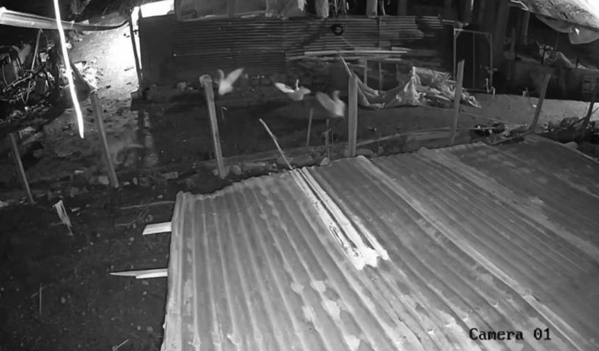 Kurt’un,  kazı kaptığı an kameraya takıldı