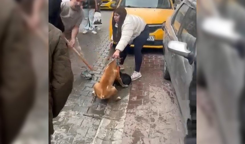 Pitbull saldırısı kameraya yansıdı
