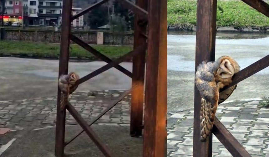 Sokak ortasında uyuya kalan baykuşu görenler şaşırdı