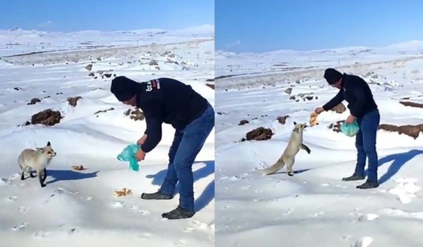 Tilkiyi elleriyle besledi