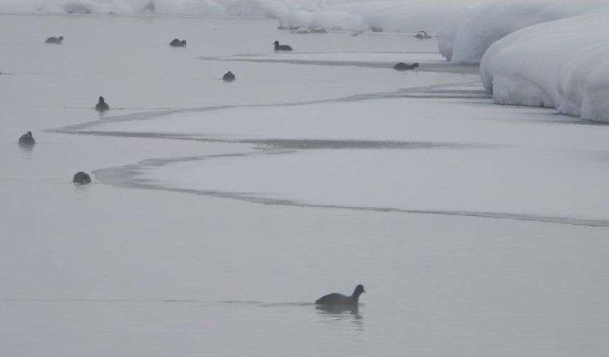 Van'da Kaz Gölü, kuşların mekânı oldu