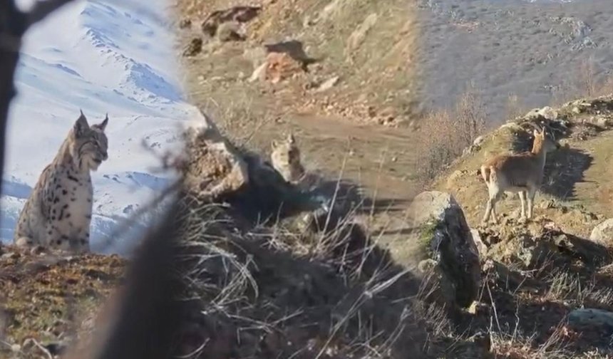 Vaşak, kurt ve dağ keçisi peş peşe görüldü