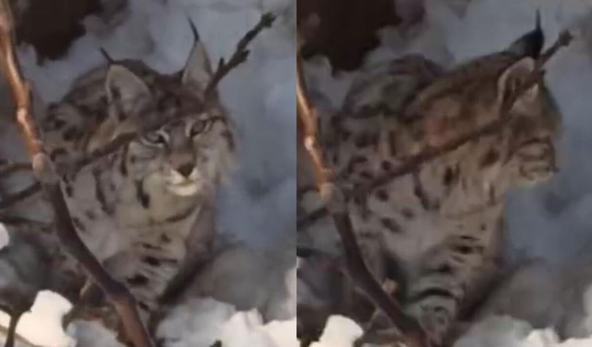 Yüksekova'da yerleşim alanına inen vaşak görüntülendi