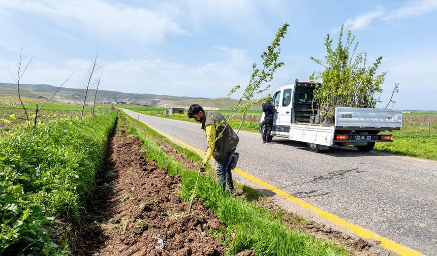 Batman'da köy yollarına 3 bin 300 meyve fidanı dikildi