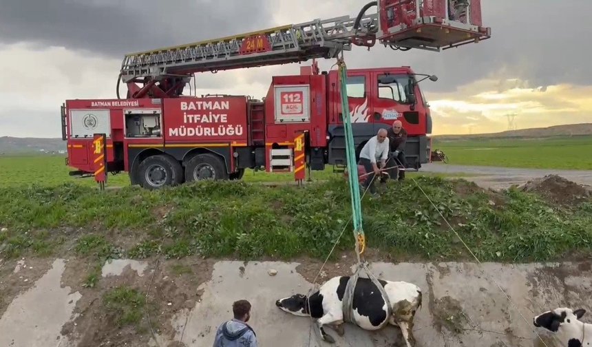 Batman'da sulama kanalında mahsur kalan 2 inek kurtarıldı