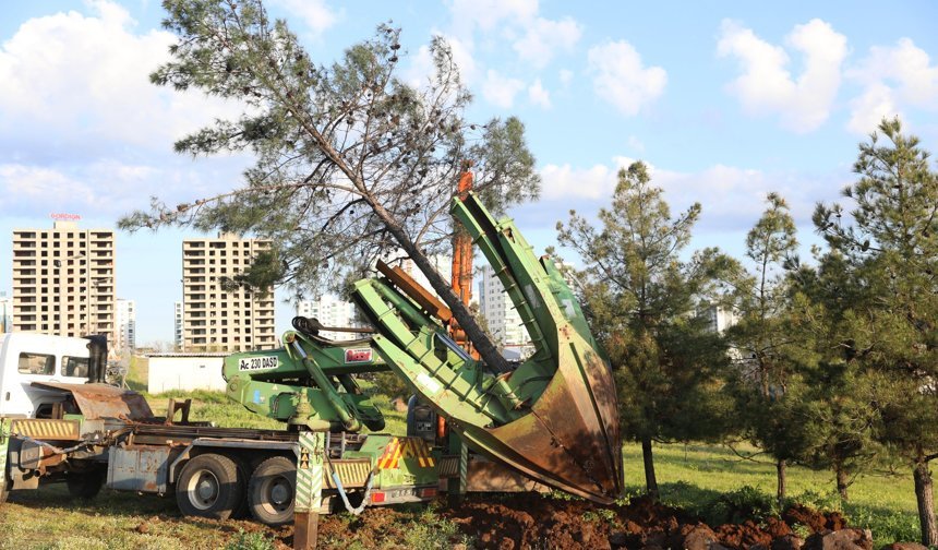 Diyarbakır’da ağaç kesme tartışmalarına Serra Bucak anketle cevap verdi