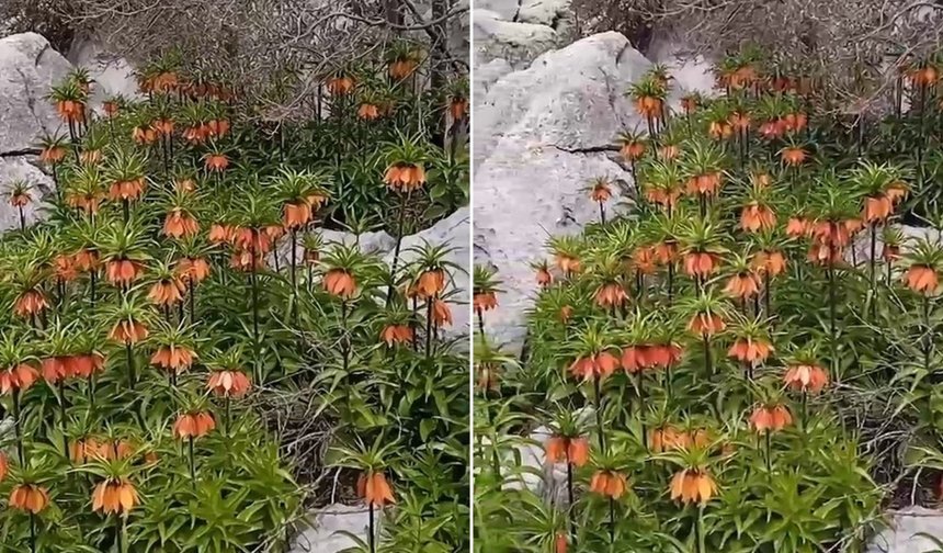 Diyarbakır'da 'ters laleler' doğayı renklendirdi