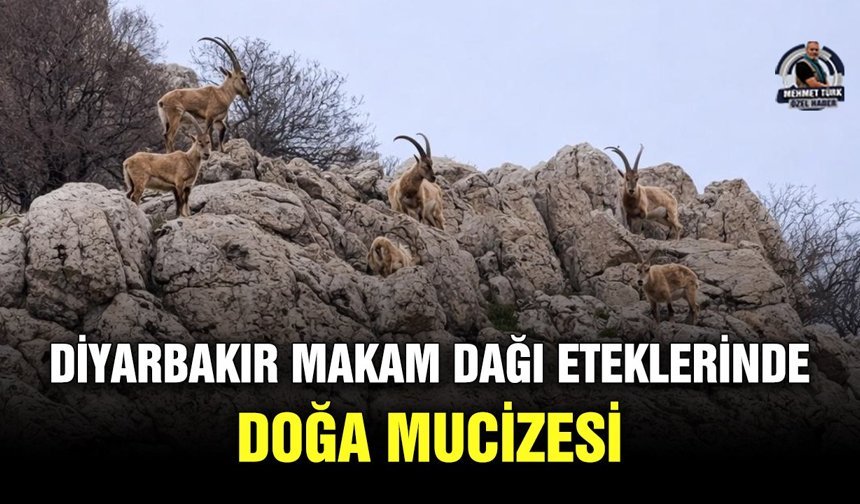 Diyarbakır Makam Dağı eteklerinde doğa mucizesi