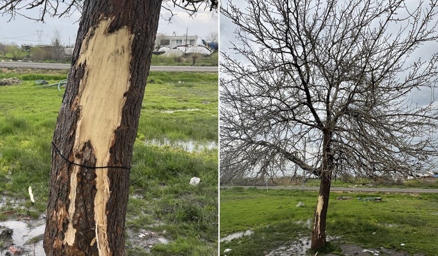 Diyarbakır’da yıldırım düştü: Bir kadın yaralandı