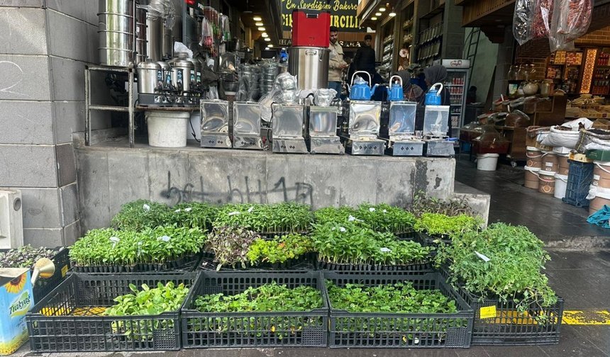 Diyarbakır’da fidedeki çeşit bolluğu tezgâhları hareketlendirdi