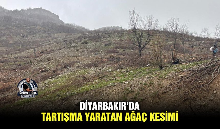 Diyarbakır’da tartışma yaratan ağaç kesimi