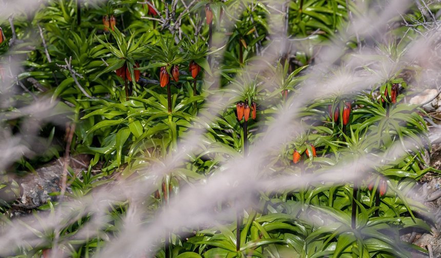 Diyarbakır’da ters laleler görsel şölen oluşturuyor