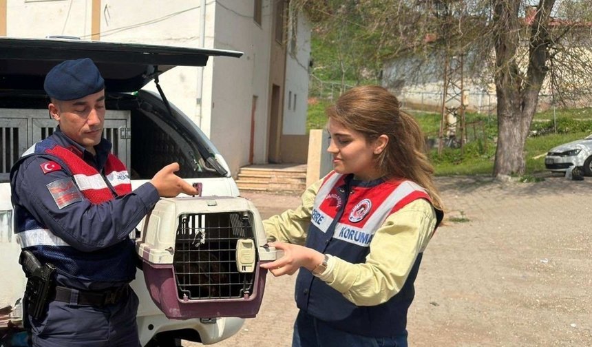 Diyarbakır'da yaralı şahin tedavi altına alındı