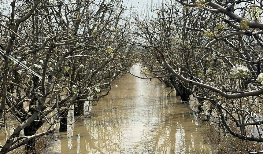 Yüzlerce dönüm şeftali ve armut bahçesi su altında kaldı