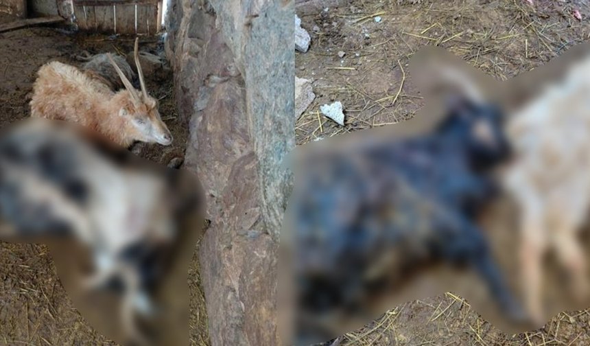 Hakkari’de kurt saldırısı, çok sayıda hayvan telef oldu